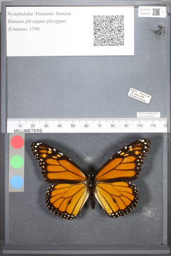 Media type: image;   Entomology 89479